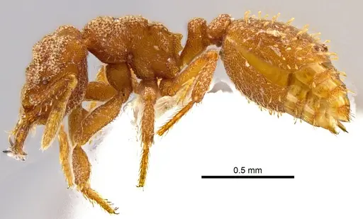 Rhopalothrix andersoni - CASENT0629582