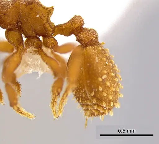 Rhopalothrix andersoni - CASENT0629582