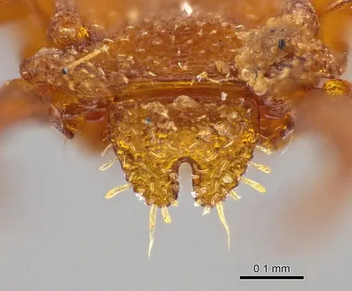 Rhopalothrix apertor specimen