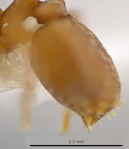 Rhopalothrix apertor - CASENT0629588