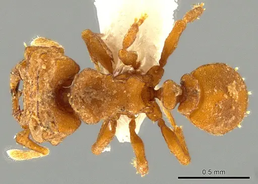 Rhopalothrix apertor - CASENT0629589