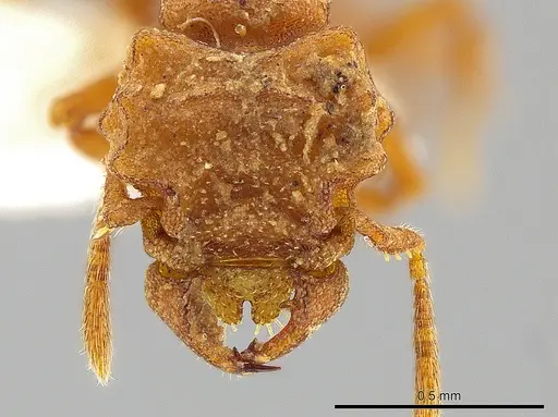 Rhopalothrix apertor - CASENT0629589