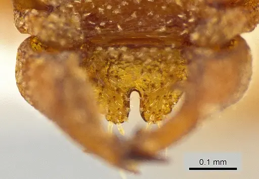 Rhopalothrix apertor - CASENT0629589