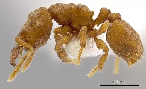 Rhopalothrix apertor - CASENT0629589