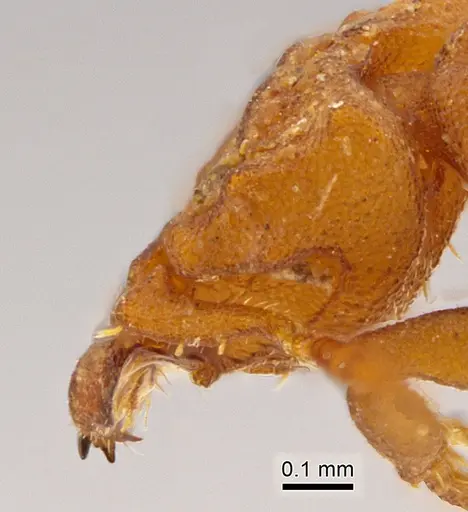 Rhopalothrix apertor - INB0003667720