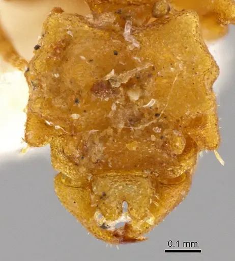 Rhopalothrix apertor - INBIOCRI001239546