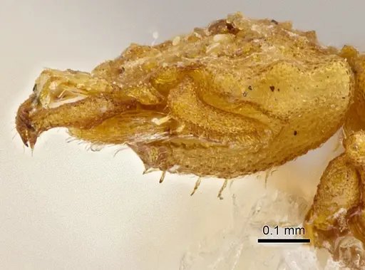 Rhopalothrix apertor - INBIOCRI001239546