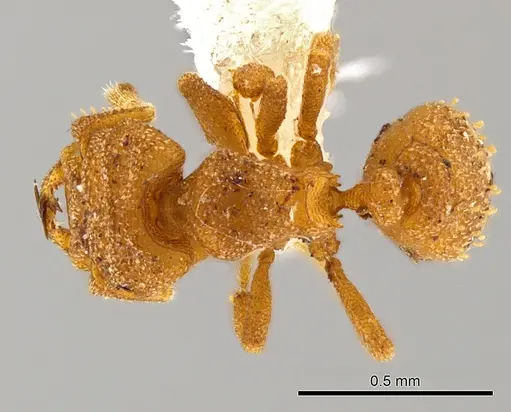 Rhopalothrix atitlanica specimen