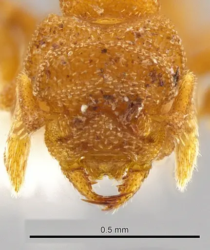 Rhopalothrix atitlanica specimen