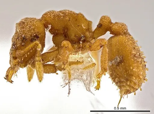 Rhopalothrix atitlanica specimen