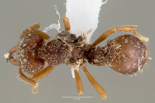 Rhopalothrix ciliata specimen