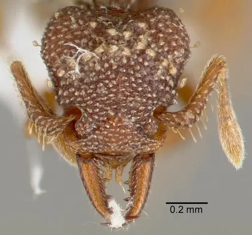 Rhopalothrix ciliata specimen