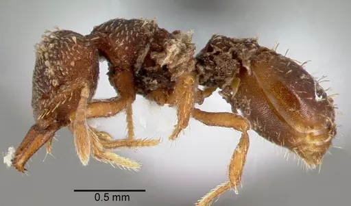 Rhopalothrix ciliata specimen