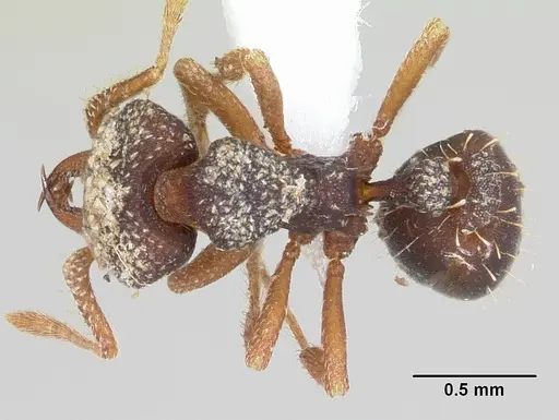 Rhopalothrix ciliata - CASENT0423544