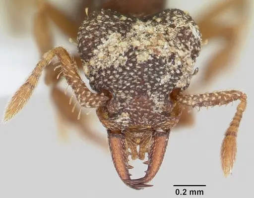 Rhopalothrix ciliata - CASENT0423544