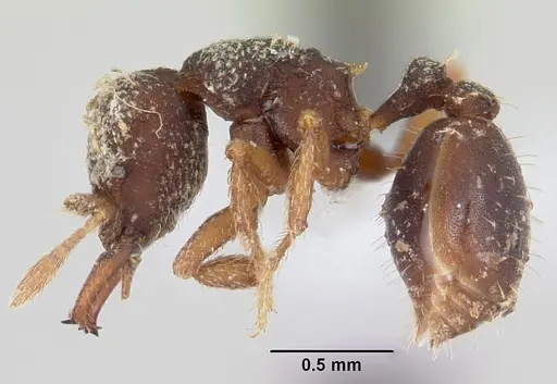 Rhopalothrix ciliata - CASENT0423544