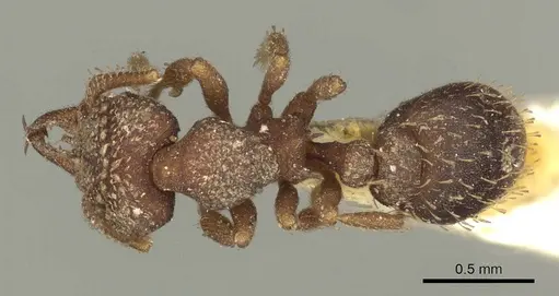 Rhopalothrix ciliata - CASENT0915695