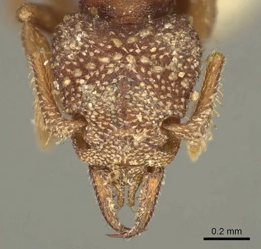 Rhopalothrix ciliata - CASENT0915695