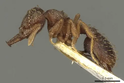 Rhopalothrix ciliata - CASENT0915695