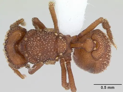 Rhopalothrix diadema specimen