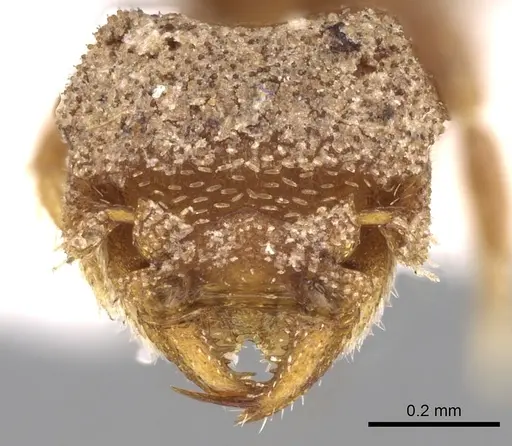 Rhopalothrix isthmica specimen