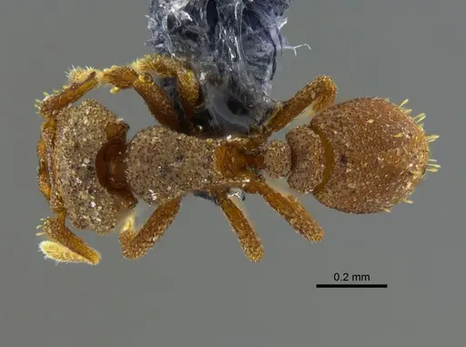 Rhopalothrix isthmica - CBUMAGENT41926