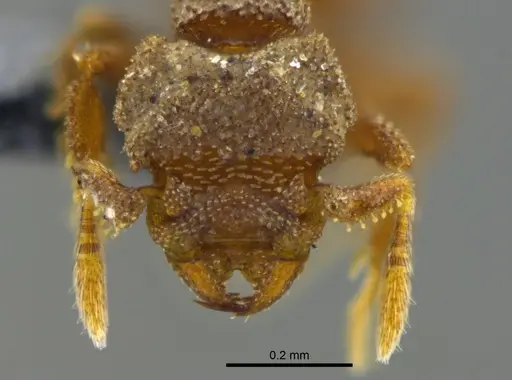 Rhopalothrix isthmica - CBUMAGENT41926