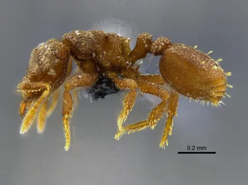 Rhopalothrix isthmica - CBUMAGENT41926