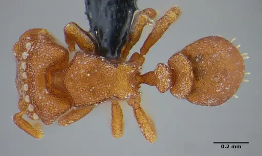 Rhopalothrix mariaemirae specimen