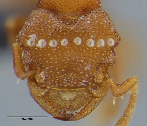 Rhopalothrix mariaemirae specimen