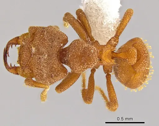 Rhopalothrix megisthmica specimen