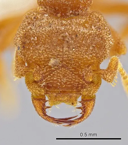 Rhopalothrix megisthmica specimen