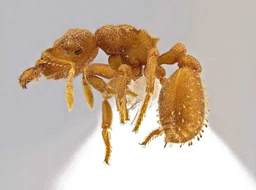 Rhopalothrix megisthmica specimen