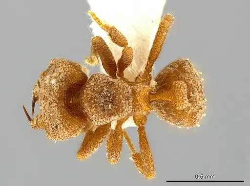 Rhopalothrix nubilosa specimen