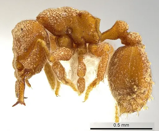 Rhopalothrix nubilosa - CASENT0629594