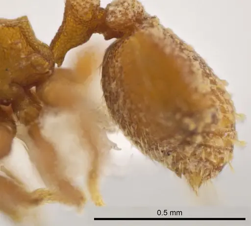 Rhopalothrix nubilosa - CASENT0629594