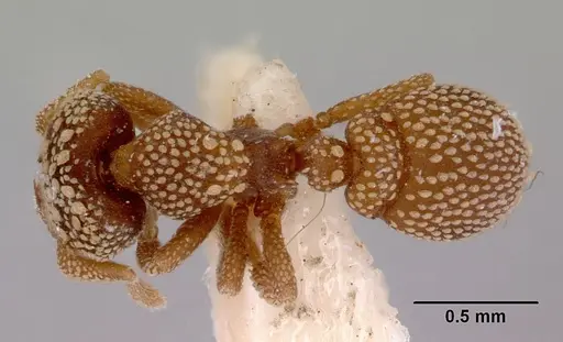 Rhopalothrix orbis specimen