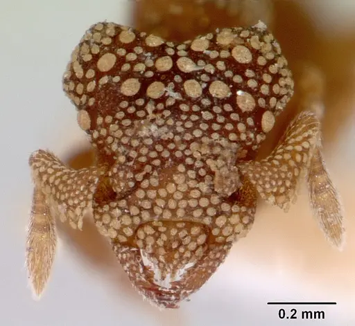 Rhopalothrix orbis specimen