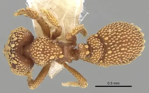 Rhopalothrix orbis - CASENT0914920