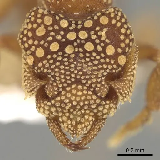 Rhopalothrix orbis - CASENT0914920