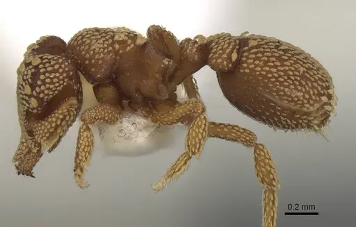 Rhopalothrix orbis - CASENT0914920