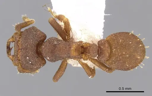 Rhopalothrix stannardi specimen