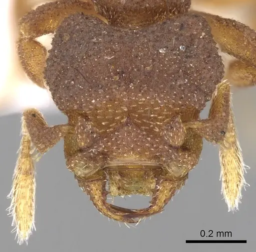 Rhopalothrix stannardi specimen