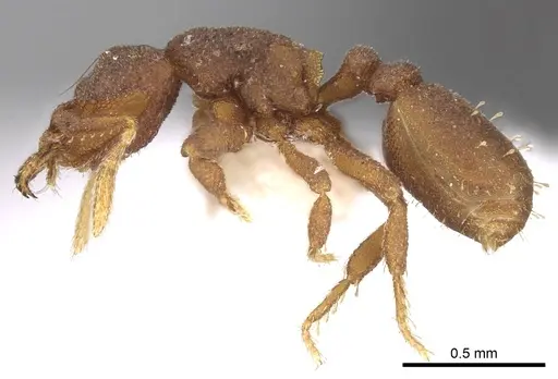 Rhopalothrix stannardi specimen