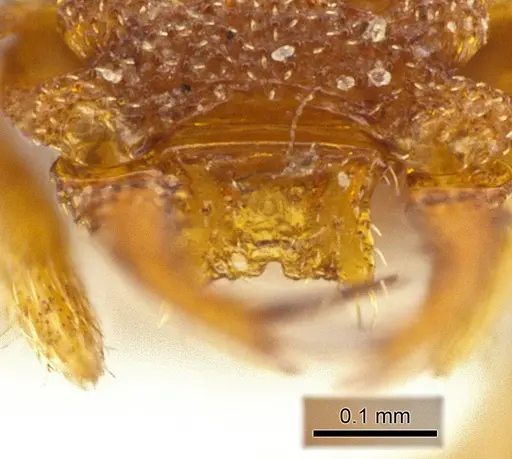 Rhopalothrix stannardi - CASENT0610397