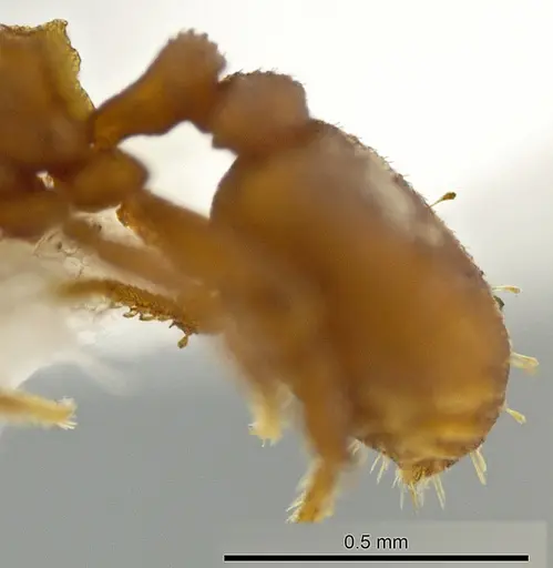 Rhopalothrix stannardi - CASENT0610397