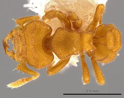 Rhopalothrix subspatulata specimen