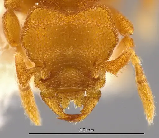 Rhopalothrix subspatulata specimen