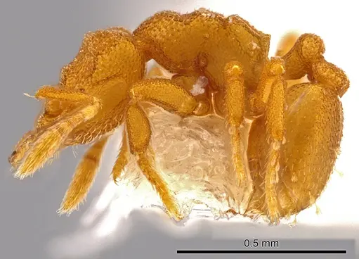 Rhopalothrix subspatulata specimen