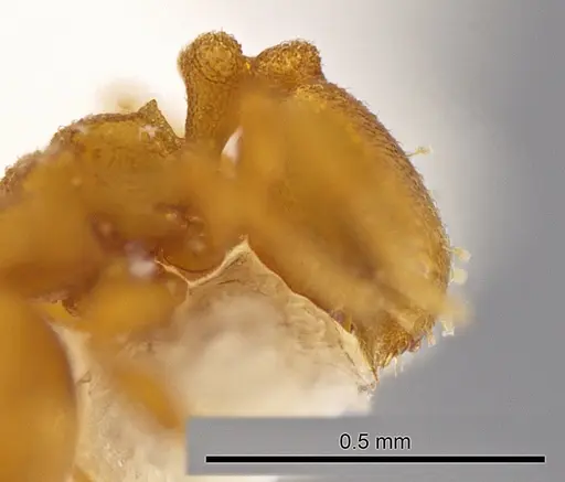 Rhopalothrix subspatulata - INBIOCRI001259541